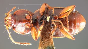 Media type: image;   Entomology 5650 Aspect: habitus ventral view